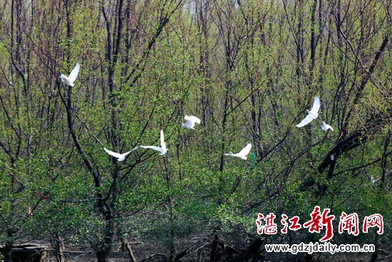Feathered friends find home in mangrove forest