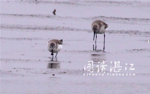 Zhanjiang becomes ideal habitat for world's rare species