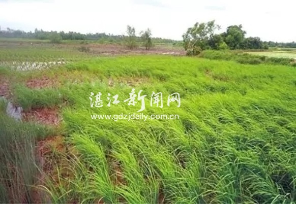 Sea-rice developed by Zhanjiang scientist to be planted across China