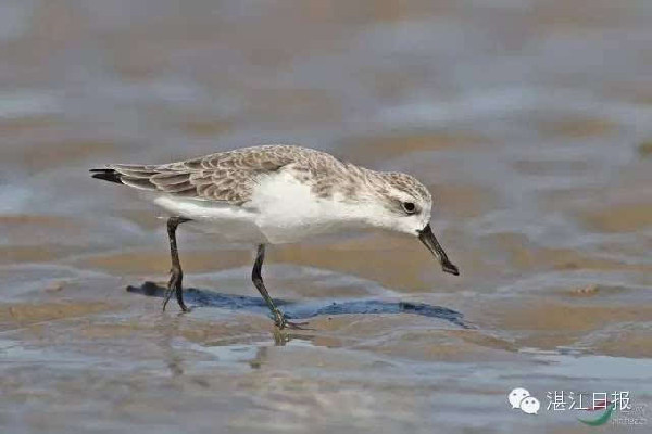 Leizhou's wetlands included on Top 10 Notable Coastal Wetlands List