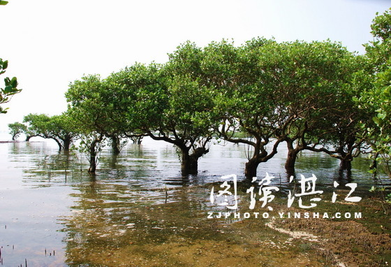 Leizhou's wetlands included on Top 10 Notable Coastal Wetlands List