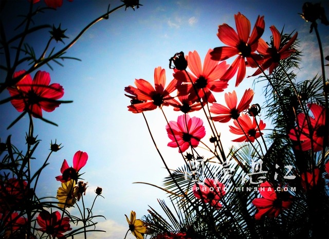 Beautiful Zhanjiang: cosmic garden in Haibin Park