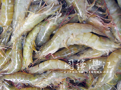Zhanjiang sets 2016 record in aquatic exports