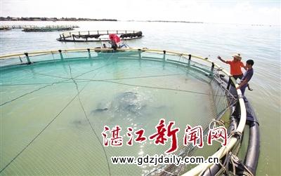 Zhanjiang marine and fishery economy continues to grow