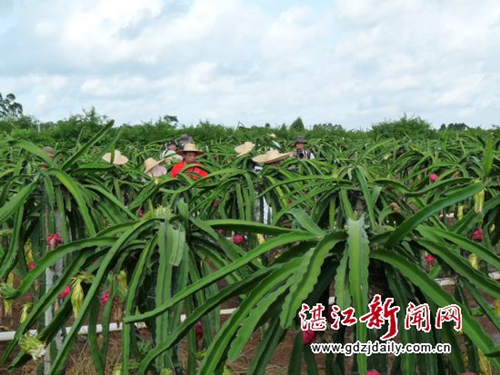 Jianxin: a town that defines agricultural leisure and rural tourism