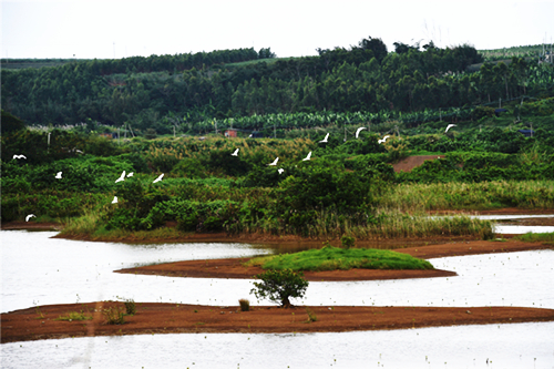 Zhanjiang seeks to become a sponge city