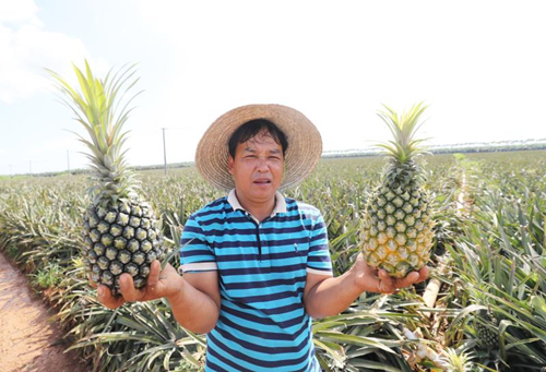 Xuwen manages unsellable pineapples timely and efficiently