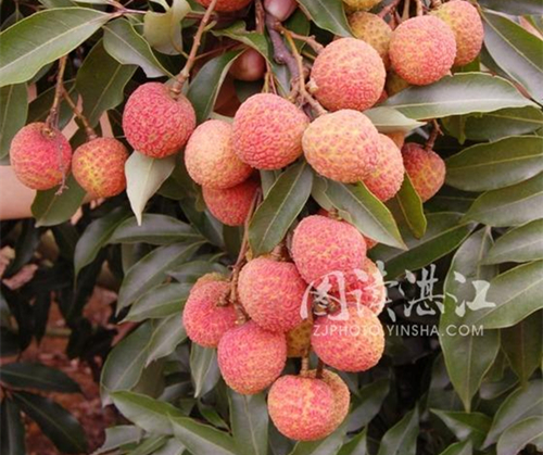 Zhanjiang Customs zeros in on export of lychees