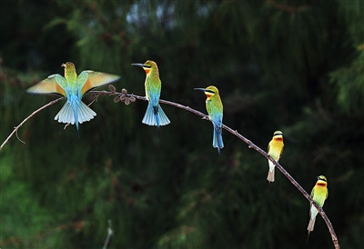 Bee-eaters gather to roost in Leizhou