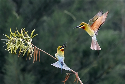 Bee-eaters gather to roost in Leizhou