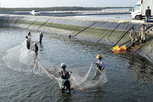 Zhanjiang's shrimp export surges in 11 months
