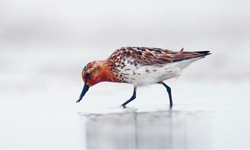 British ornithologist spots spoon-billed sandpiper in Leizhou