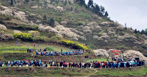 Third tung blossom festival starts in Hechi