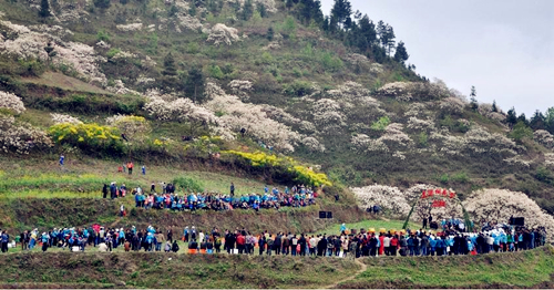 Third tung blossom festival starts in Hechi