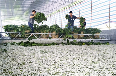 Luocheng people invent electric silkworm feeding machine