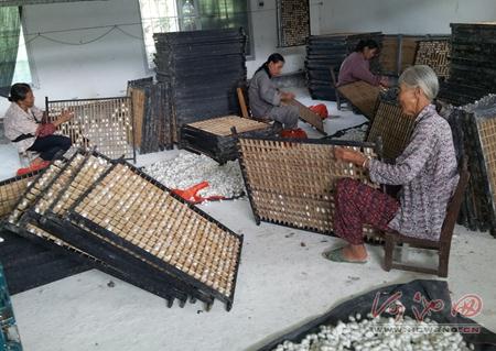 Yizhou farmers' silkworm breeding revenues hit 1.2b yuan in 2015 H1