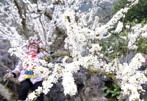 Blossoming plum flowers attract visitors