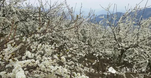 Spring flowers in season I