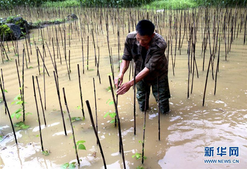 Luocheng farmers fight flood