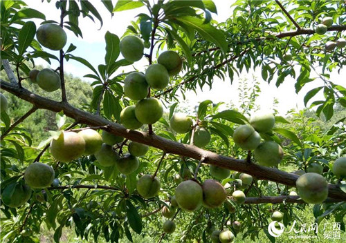 Hechi anticipates bumper pearl plum harvest