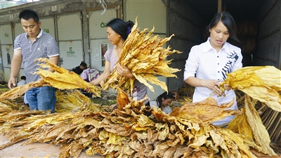 Nandan county tobacco harvest heats up