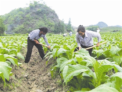 Nandan county tobacco harvest heats up