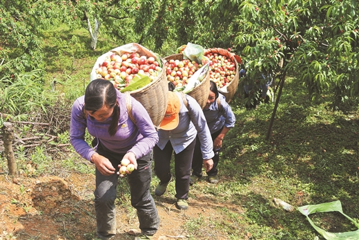 Hilly Tian'e model of modern specialty product farming