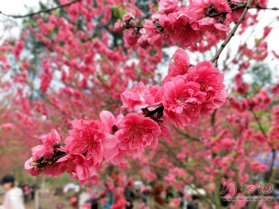 Huanjiang glows with vibrant peach blossoms