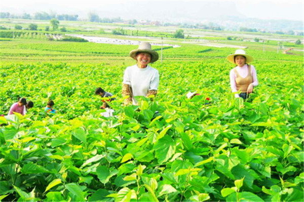 Silkworms weave Yizhou's China Dream