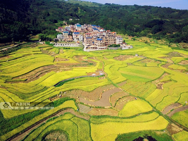 Early rice harvest season in Hechi