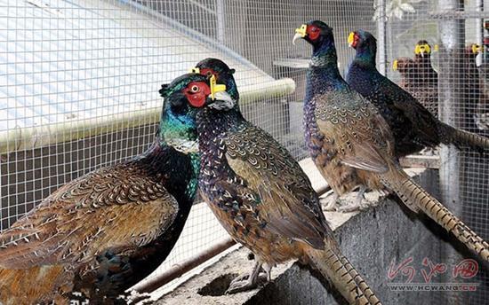 Tian'e pheasants obtain national certification mark