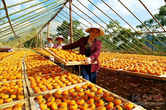 Nandan persimmons bring wealth to local community