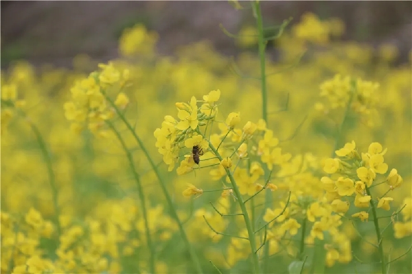 Nandan rape fields bloom in the springtime