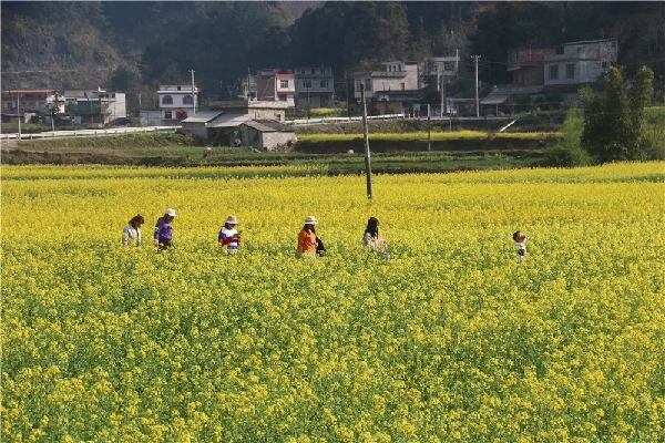 Nandan rape fields bloom in the springtime