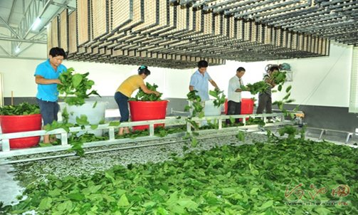 Experts in silkworm industry offer support to Hechi