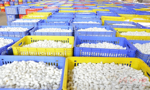 Silkworm industry boosts Hechi's economy