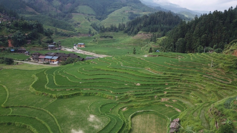 Scenery of Wuniangxi terraced field in Guizhou