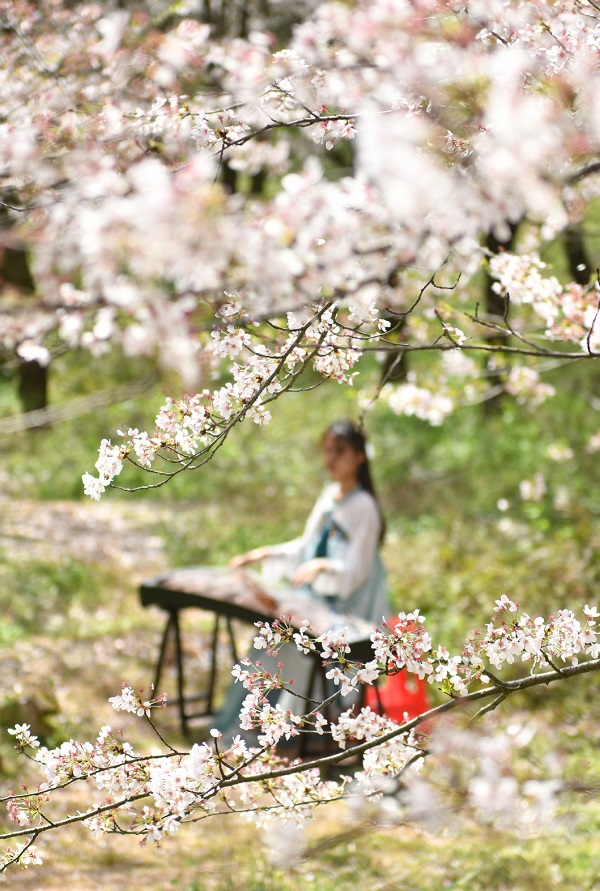 Cherry blossoms adorn Guian, Guizhou province