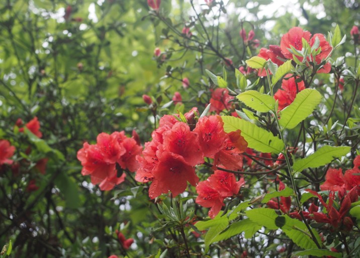Blooming Azalea in Guiyang