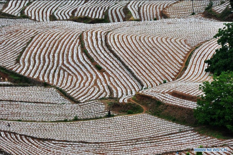 Plastic film in planting industry helps retain water for crops in SW China