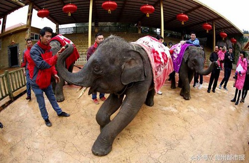 Laotian elephants find new home in Guiyang