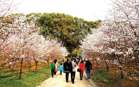 Cherry blossoms bring tourists to Guizhou