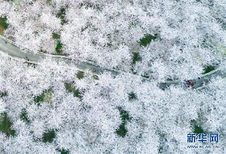 Cherry blossoms cover Guizhou's Hongfenghu Lake