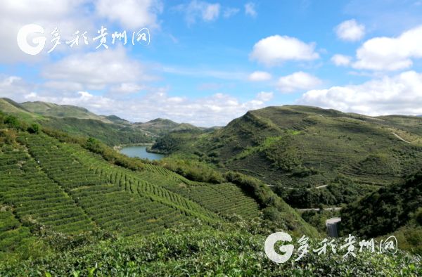 Tea area in Guizhou largest in China
