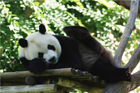 Panda in Qianlingshan Park