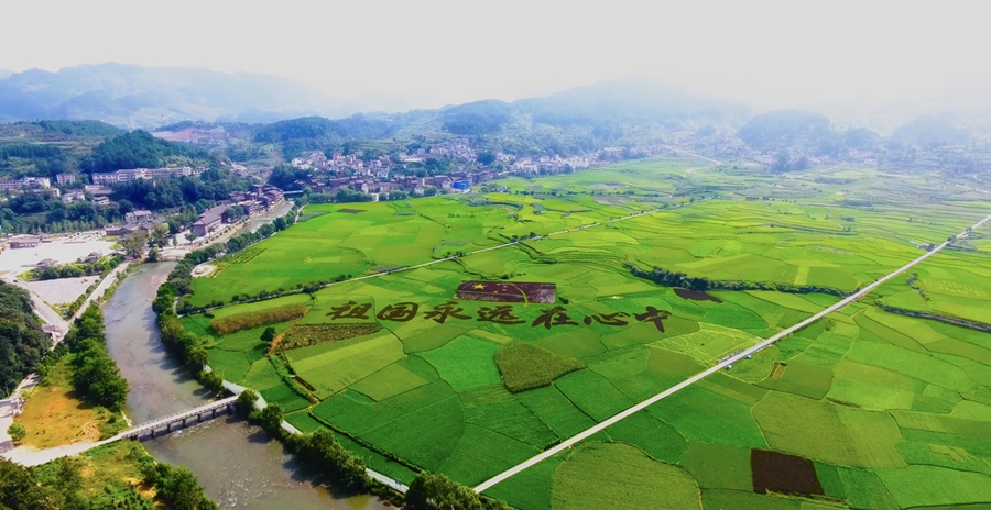Spectacular views of paddy fields in Guizhou