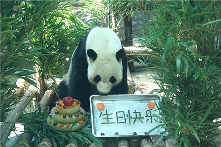 Giant pandas celebrate birthday at Guizhou park