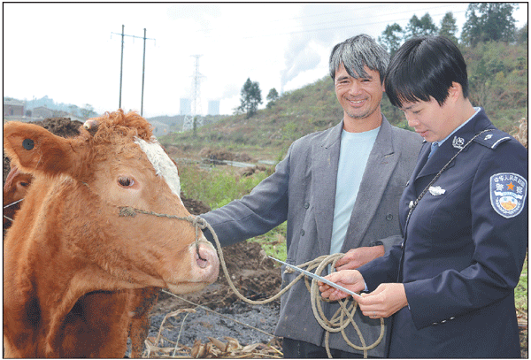 'Earrings' help to foil cattle rustlers