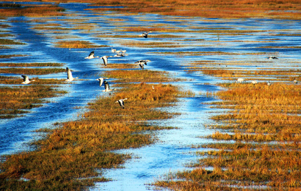 More than 40,000 migratory birds winter in Caohai