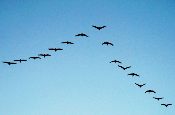 More than 40,000 migratory birds winter in Caohai